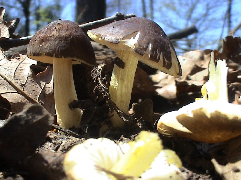 Vari funghi primaverili